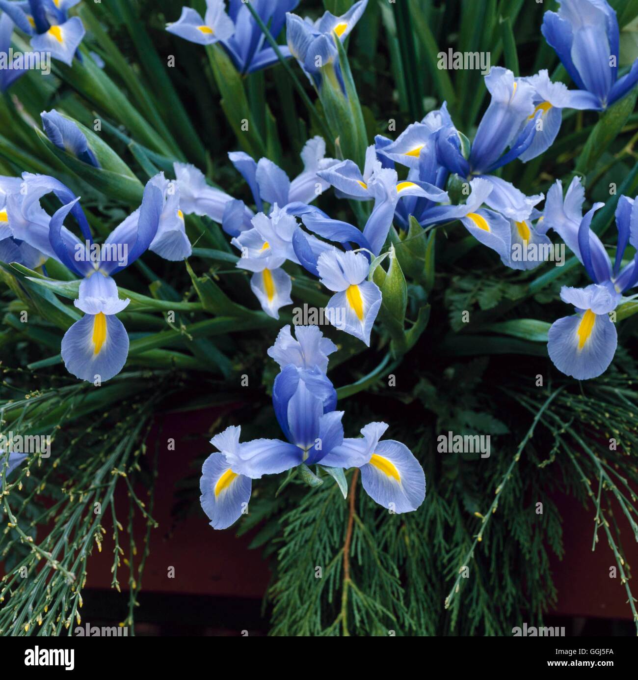 Iris `Ideal' (Dutch) BUL075899 Stock Photo Alamy